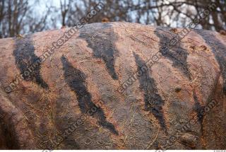 Photo Textures of Animals Skin